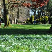 Snowdrops in the glade at the Gardens of Easton Lodge