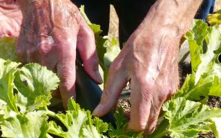 Dementia Adventure is offering gardening sessions at Jubilee Allotment
