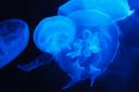 How to treat a jellyfish sting and when you should seek urgent medical help