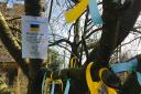 Yellow and blue ribbons on the prayer tree outside St Mary's Church, Great Dunmow where people are being asked to pray for Ukraine