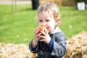 A child samples one of the 120 varieties of apples in the organic kitchen garden at Audley End House and Gardens