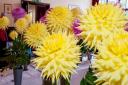 Archive image: Flowers at Dunmow Horticultural Society. Picture: Saffron Photo