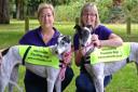 Ace Hounds are lending greyhounds to people in need in Uttlesford