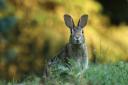 Hare - Ahead of a new hunting season, police tells hunters to stay away