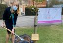 Clare Panniker planted a cherry tree at Broomfield Hospital's Covid-19 remembrance garden in memory of Captain Sir Tom Moore