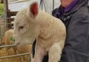 One of the Spring lambs at Rainbow Rural Centre, Sallets Green, just off High Easter Road near Barnston