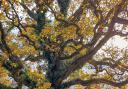 The oak tree in Helions Bumpstead, Essex