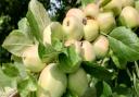 There will be an Apple and Bees Open Day at The Gardens of Easton Lodge on September 19.