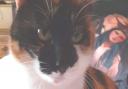 Daisy the cat who escaped out of a car near Little Dunmow