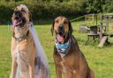 Newlyweds Ziva the bride and Frixos the groom after their dog wedding in Great Dunmow