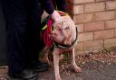 Lila the Shar Pei was taken to the RSPCA Danaher Animal Home in Wethersfield