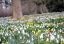 The Gardens of Easton Lodge held the first of its snowdrop open days