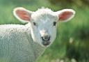 Visitors can meet the spring lambs at Rainbow Rural Care Farm