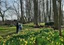 The daffodils are in bloom as the Gardens of Easton Lodge open for spring