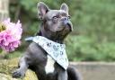 French bulldogs are invited to attend the event