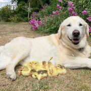 Fred the dog with the brood of orphaned ducklings rescued at Fred and Mountfitchet Castle