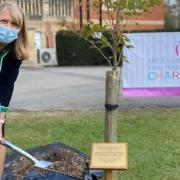 Clare Panniker planted a cherry tree at Broomfield Hospital's Covid-19 remembrance garden in memory of Captain Sir Tom Moore