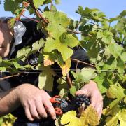 Angus Crowther picks Pinot Meunier grapes at Tuffon Hall in Sible Hedingham.