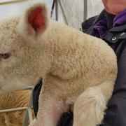 One of the Spring lambs at Rainbow Rural Centre, Sallets Green, just off High Easter Road near Barnston