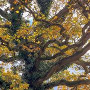The oak tree in Helions Bumpstead, Essex