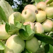 There will be an Apple and Bees Open Day at The Gardens of Easton Lodge on September 19.