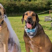 Newlyweds Ziva the bride and Frixos the groom after their dog wedding in Great Dunmow