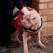 Lila the Shar Pei was taken to the RSPCA Danaher Animal Home in Wethersfield