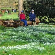 The Gardens of Easton Lodge in Little Easton are holding snowdrop open days in February