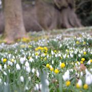 The Gardens of Easton Lodge held the first of its snowdrop open days