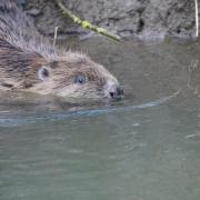 Four new beavers have been introduced at Spains Hall Estate in Finchingfield