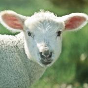 Visitors can meet the spring lambs at Rainbow Rural Care Farm