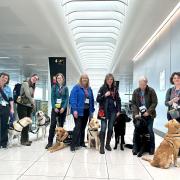 The guide dogs with their handlers at Stansted Airport