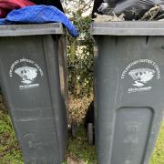 A rat by an overflowing bin in Uttlesford
