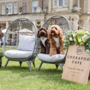 The Pop & Bark event is returning to Down Hall Hotel