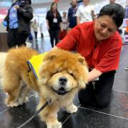 Therapy dog Cato at Stansted Airport
