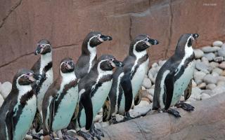 Humboldt Penguins at Colchester Zoo