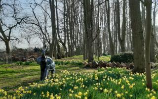 The daffodils are in bloom as the Gardens of Easton Lodge open for spring