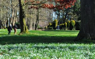 Snowdrops in the glade at the Gardens of Easton Lodge