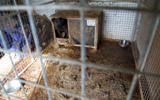 The dogs were kept in kennels and used for fighting